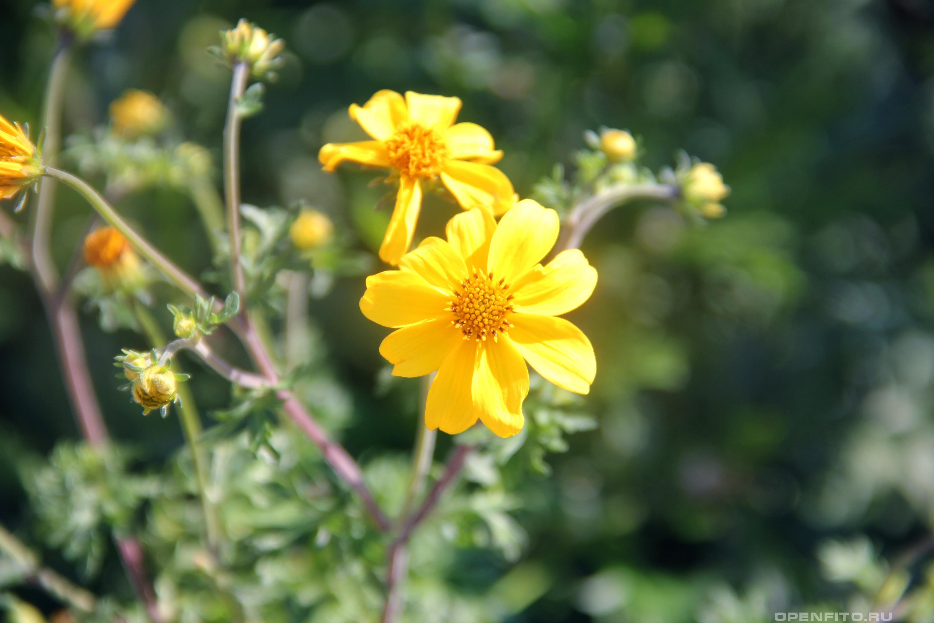 Череда золотистая - фотография цветка