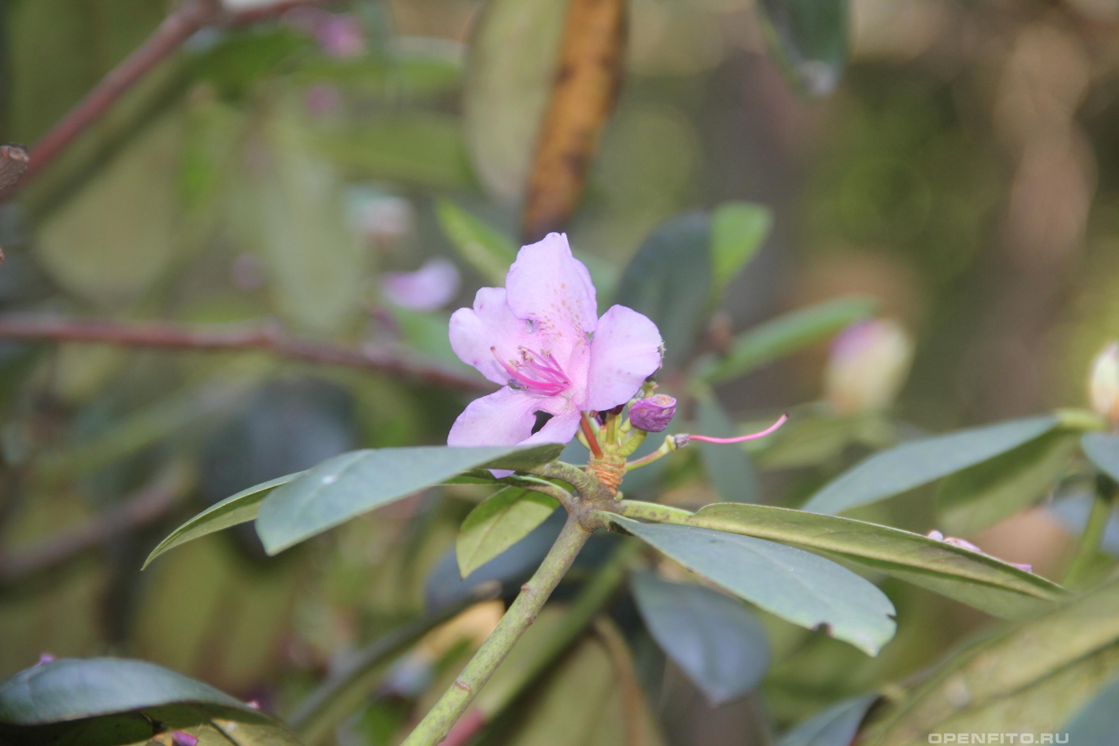 Рододендрон кэтевбинский - фотография цветка