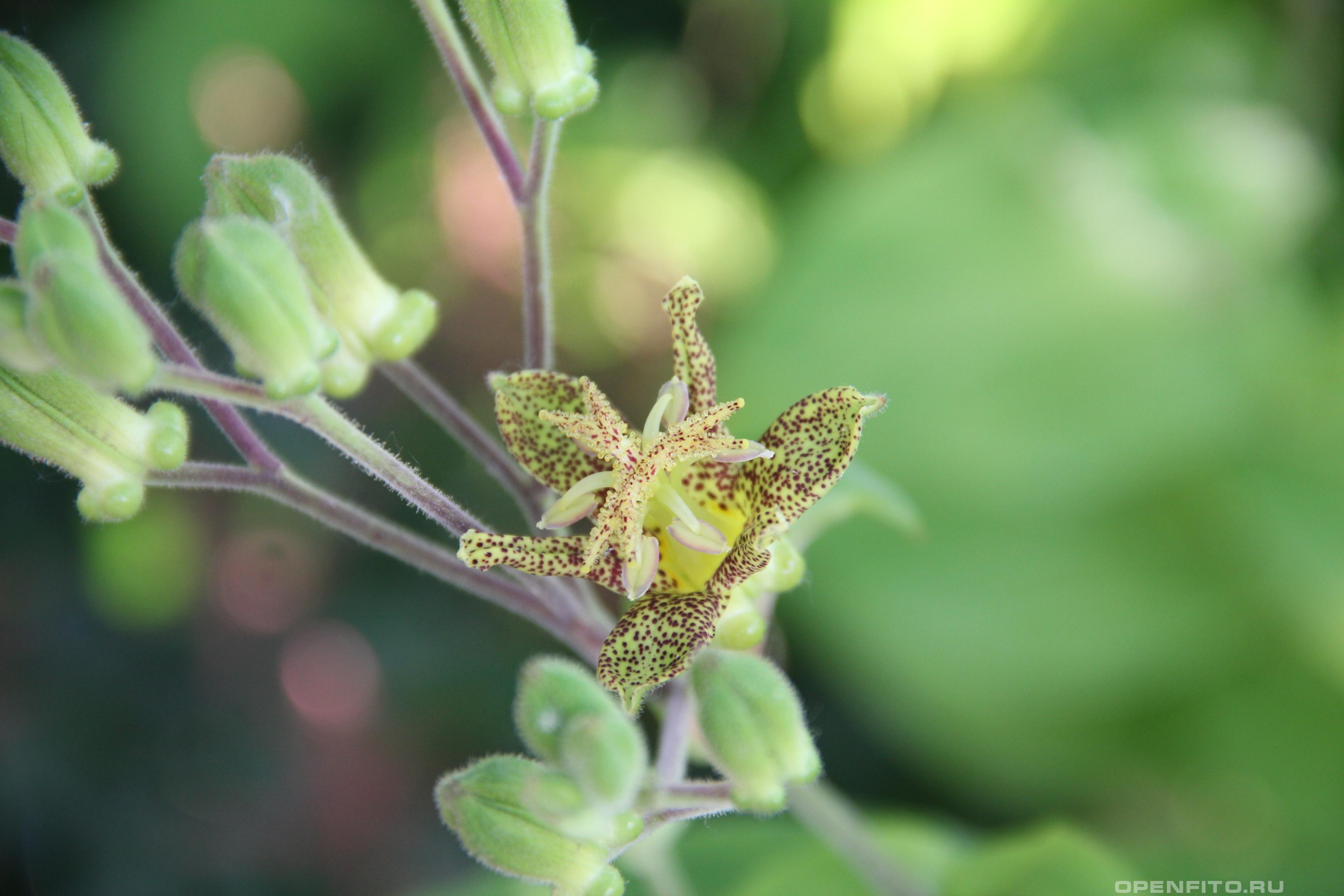 Трициртис широколистный - фотография цветка