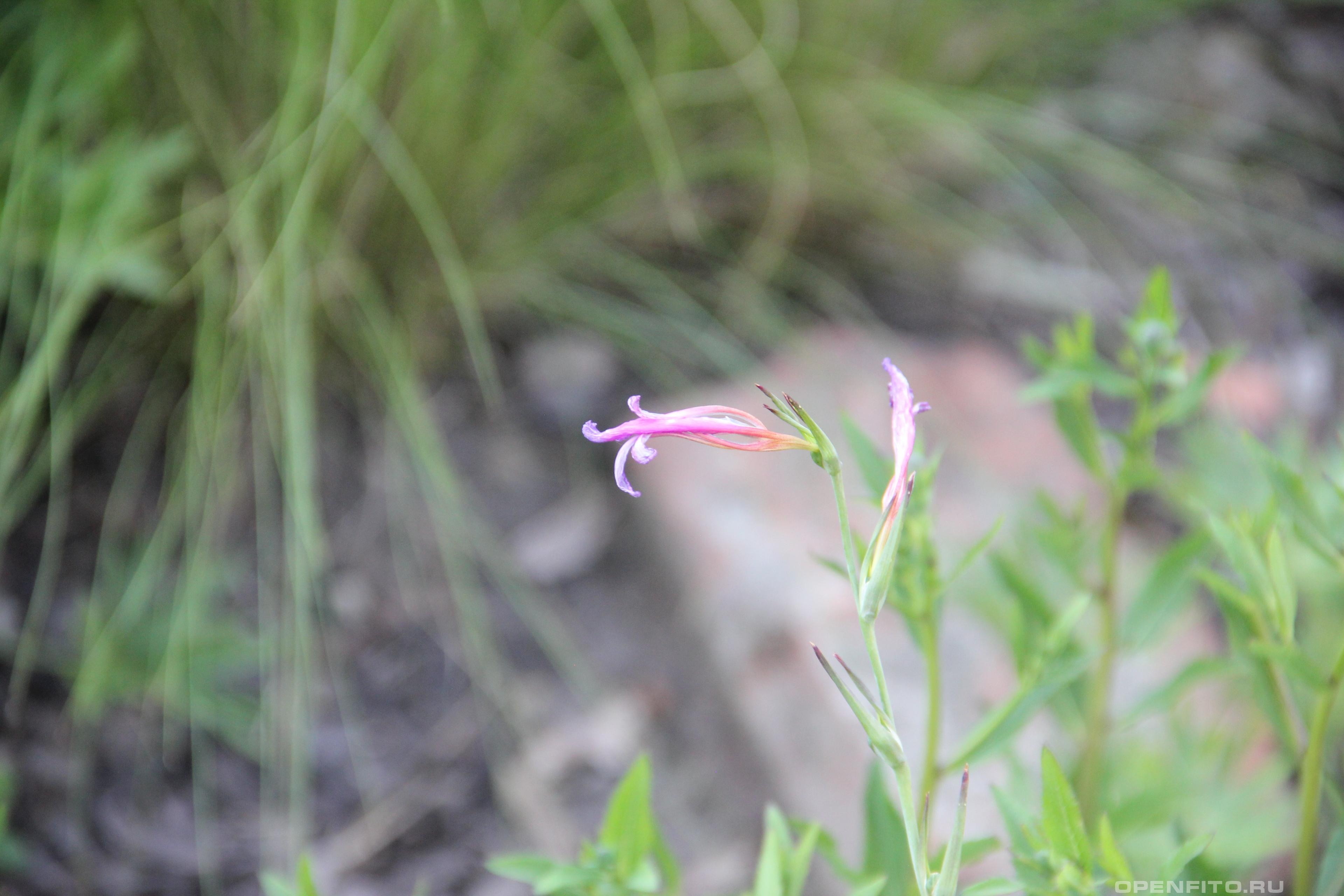 Гладиолус посевной цветок