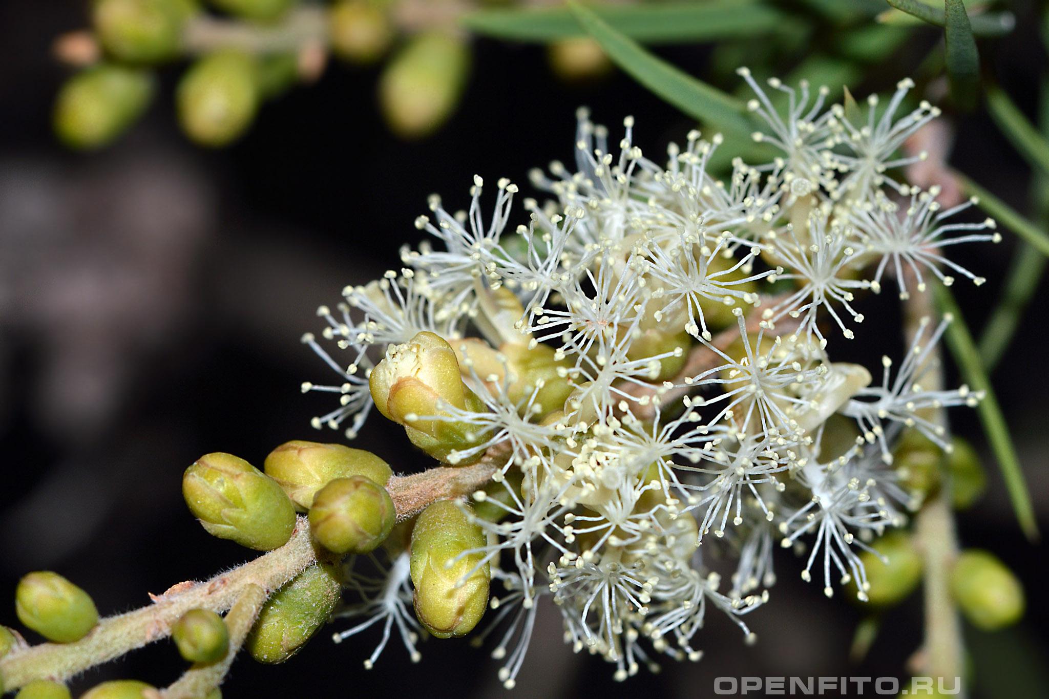 Мелалеука льнянколистная - фотография цветка