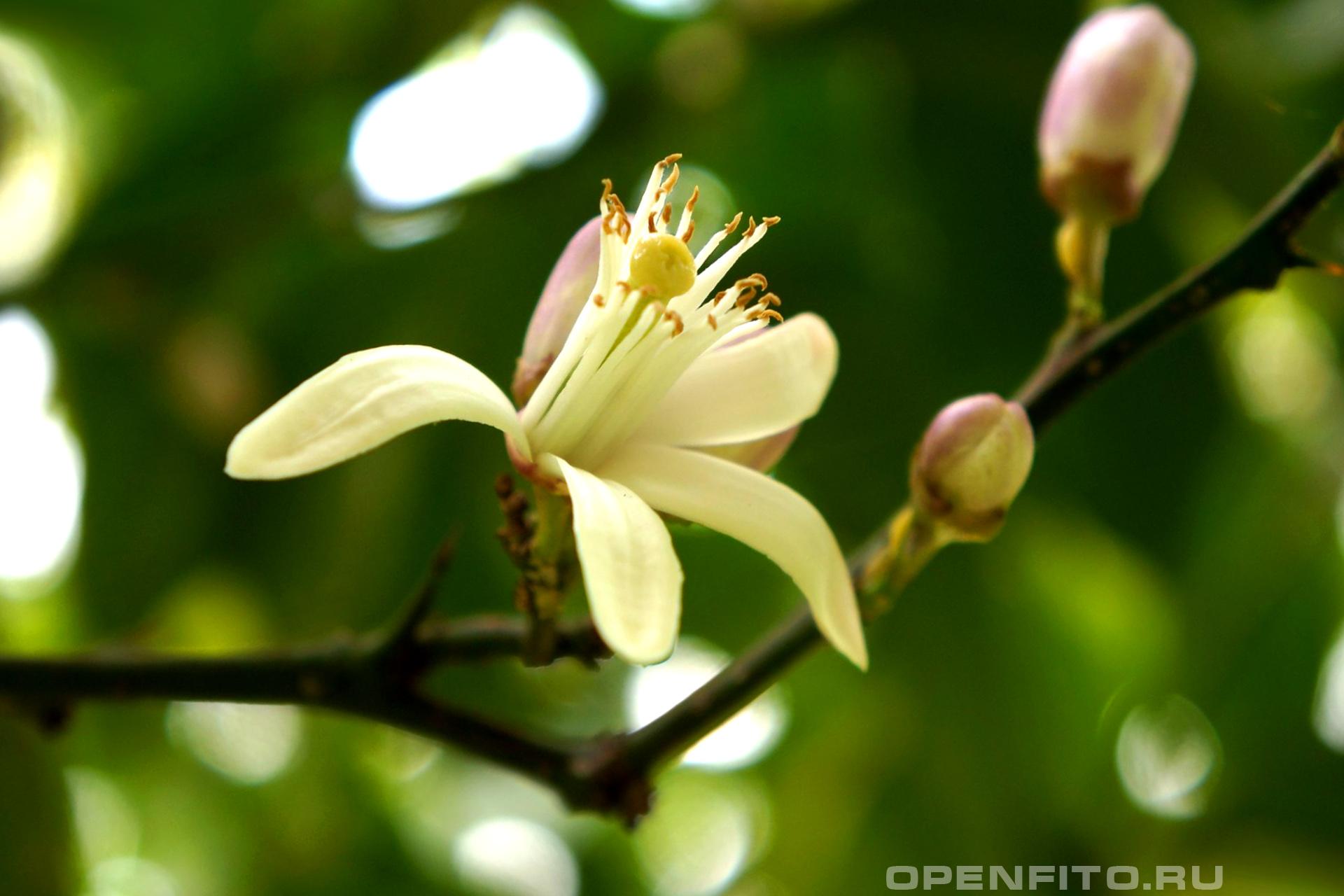 Цитрус лимон - фотография цветка