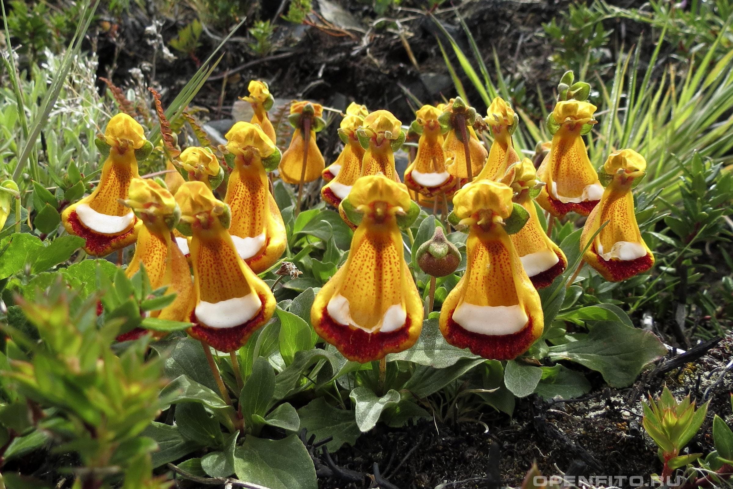Кальцеолярия одноцветковая - фотография цветка