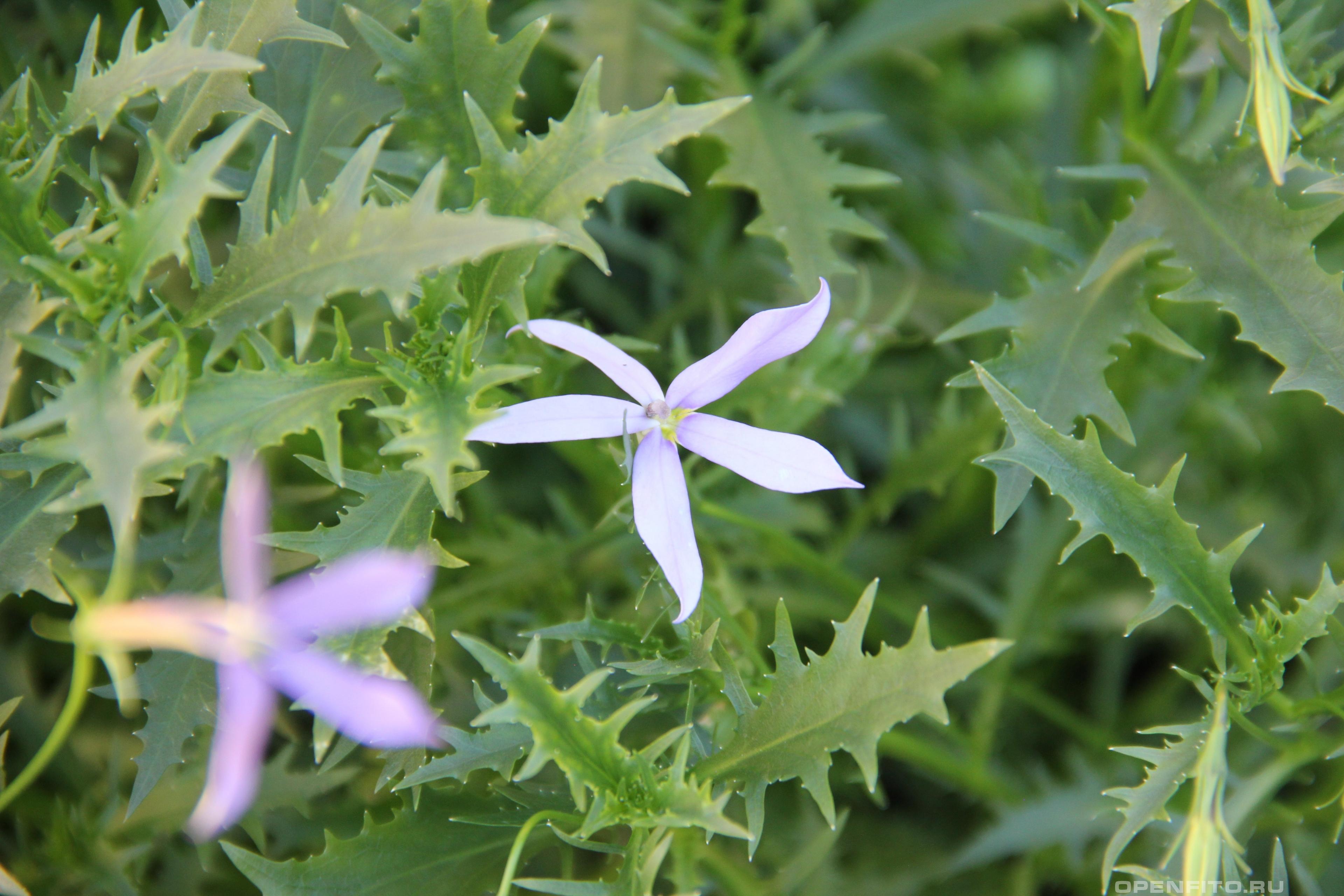 Изотома пазушная - фотография цветка