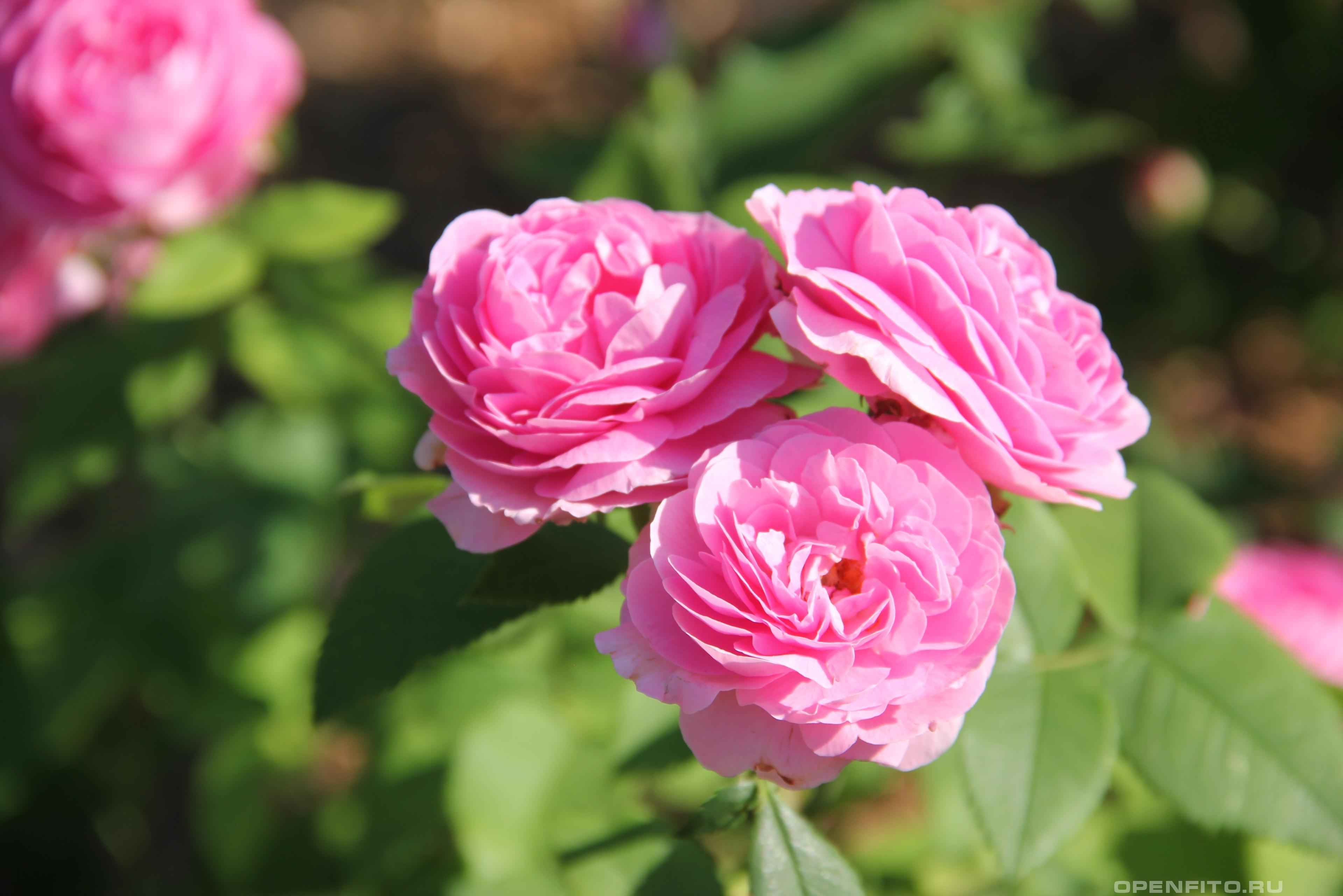 Роза гибридная сорт Louise Odier - фотография цветка