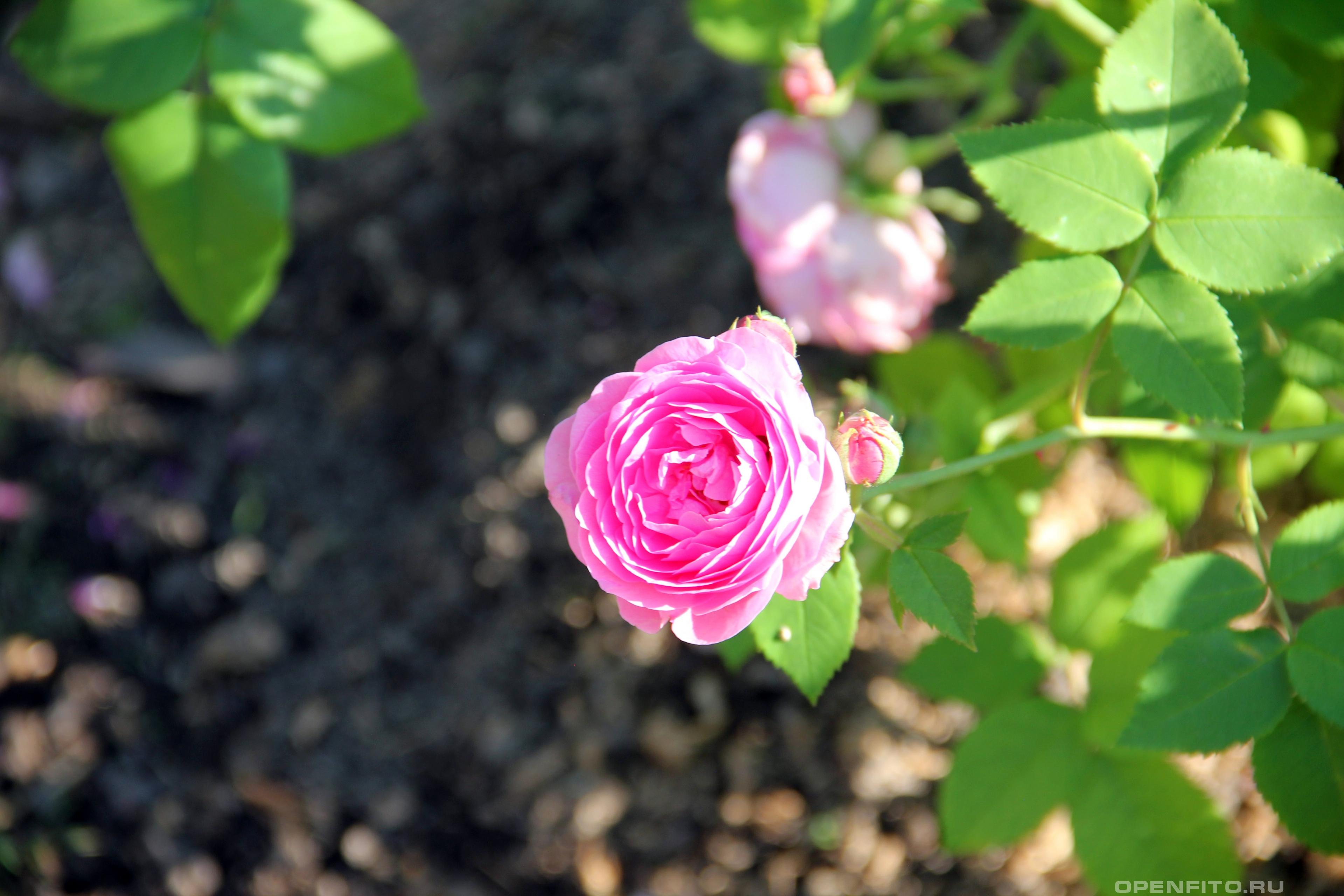 Роза гибридная сорт Louise Odier - фото в высоком качестве