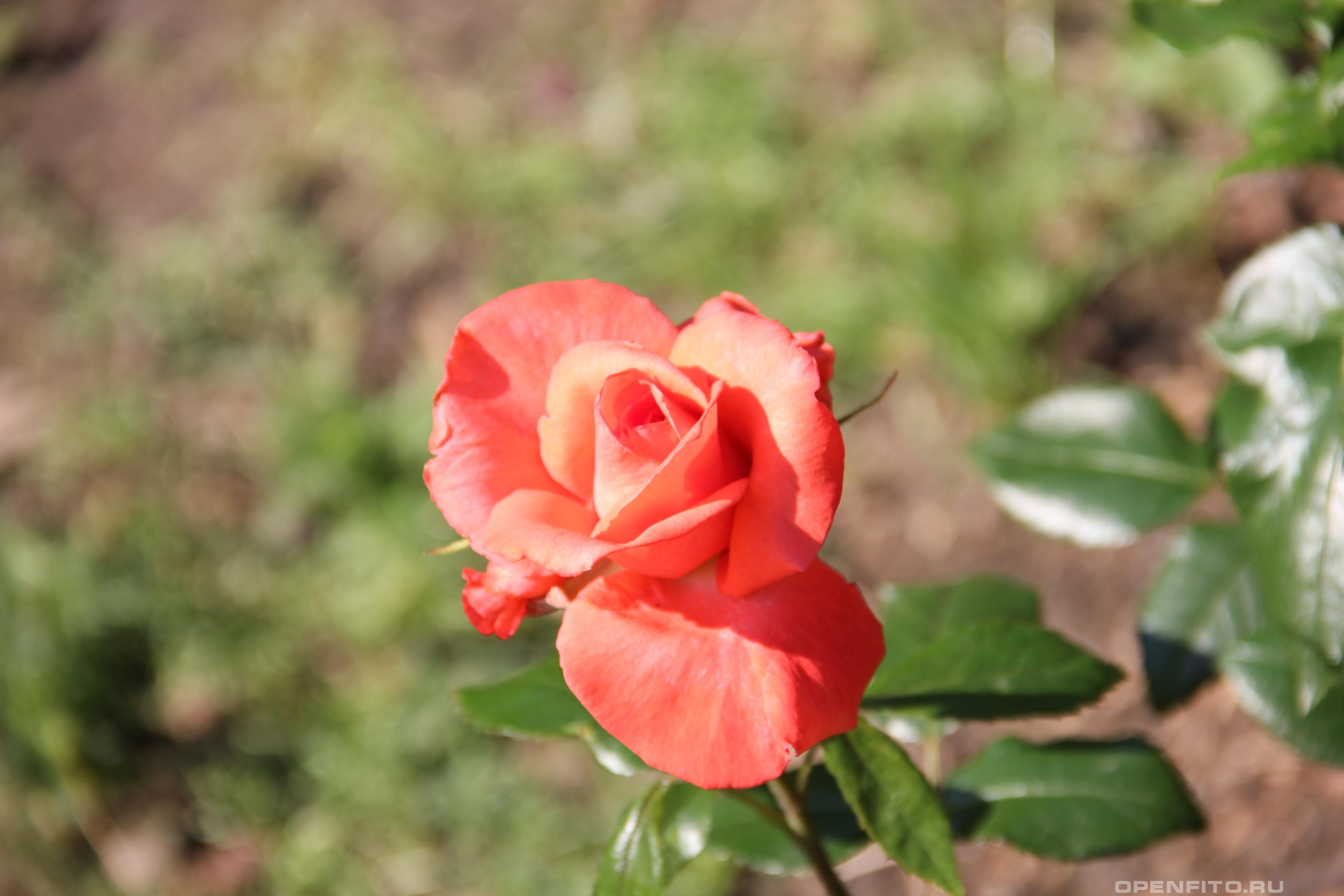 Роза гибридная сорт Кораловый сюрприз - фотография цветка