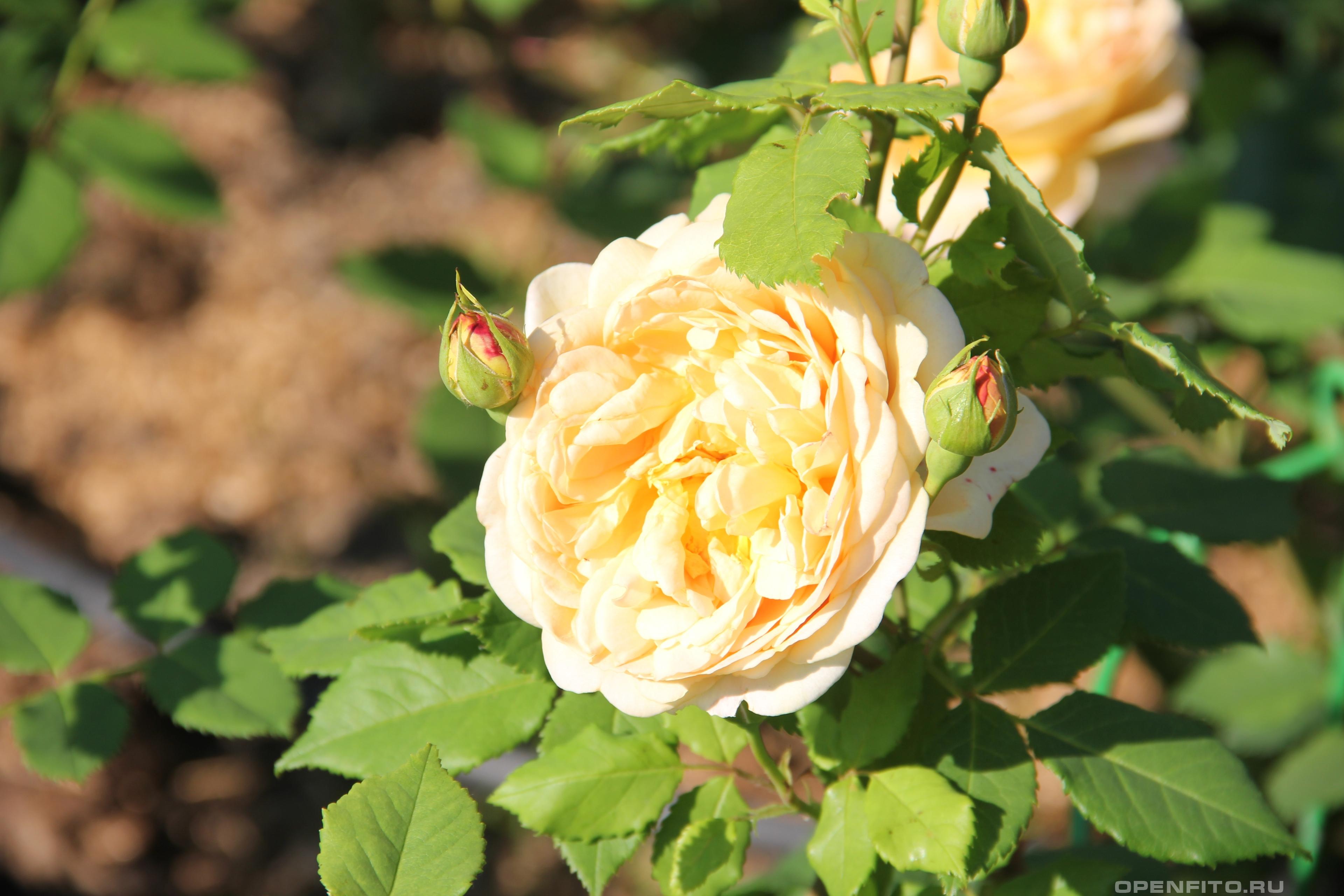 Роза гибридная сорт Golden Celebration - фотография цветка