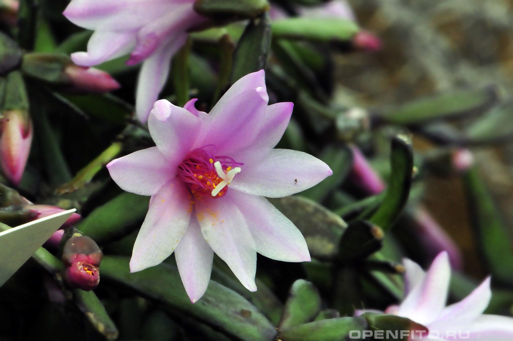 Рипсалидопсис розовый - фотография цветка
