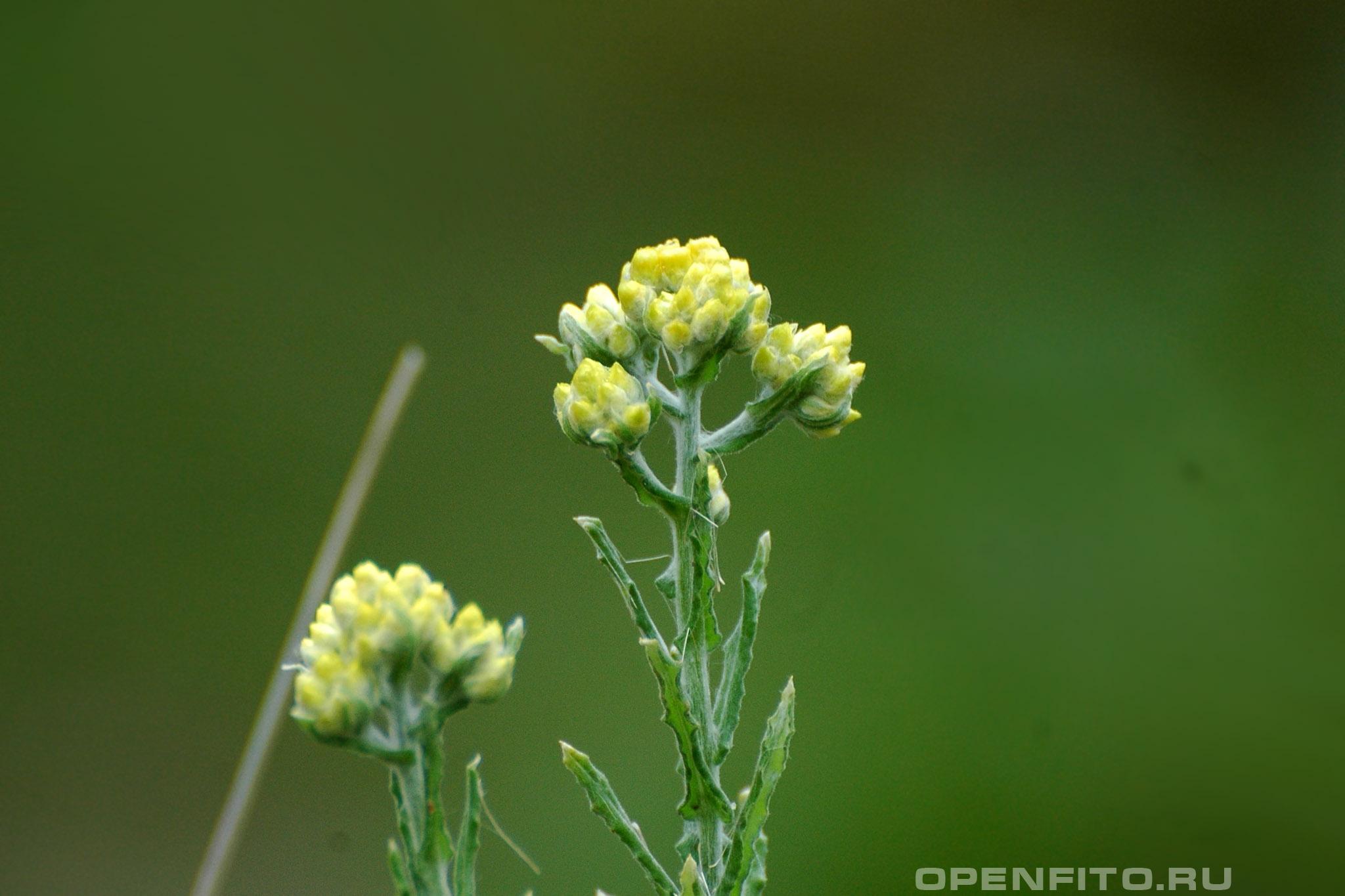 Сушеница подбел - фотография цветка