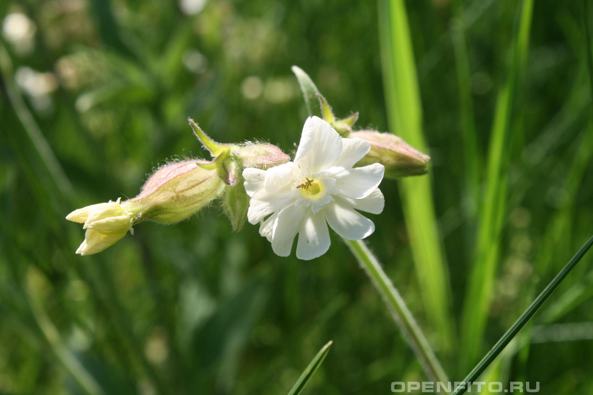 Дрема - фотография цветка