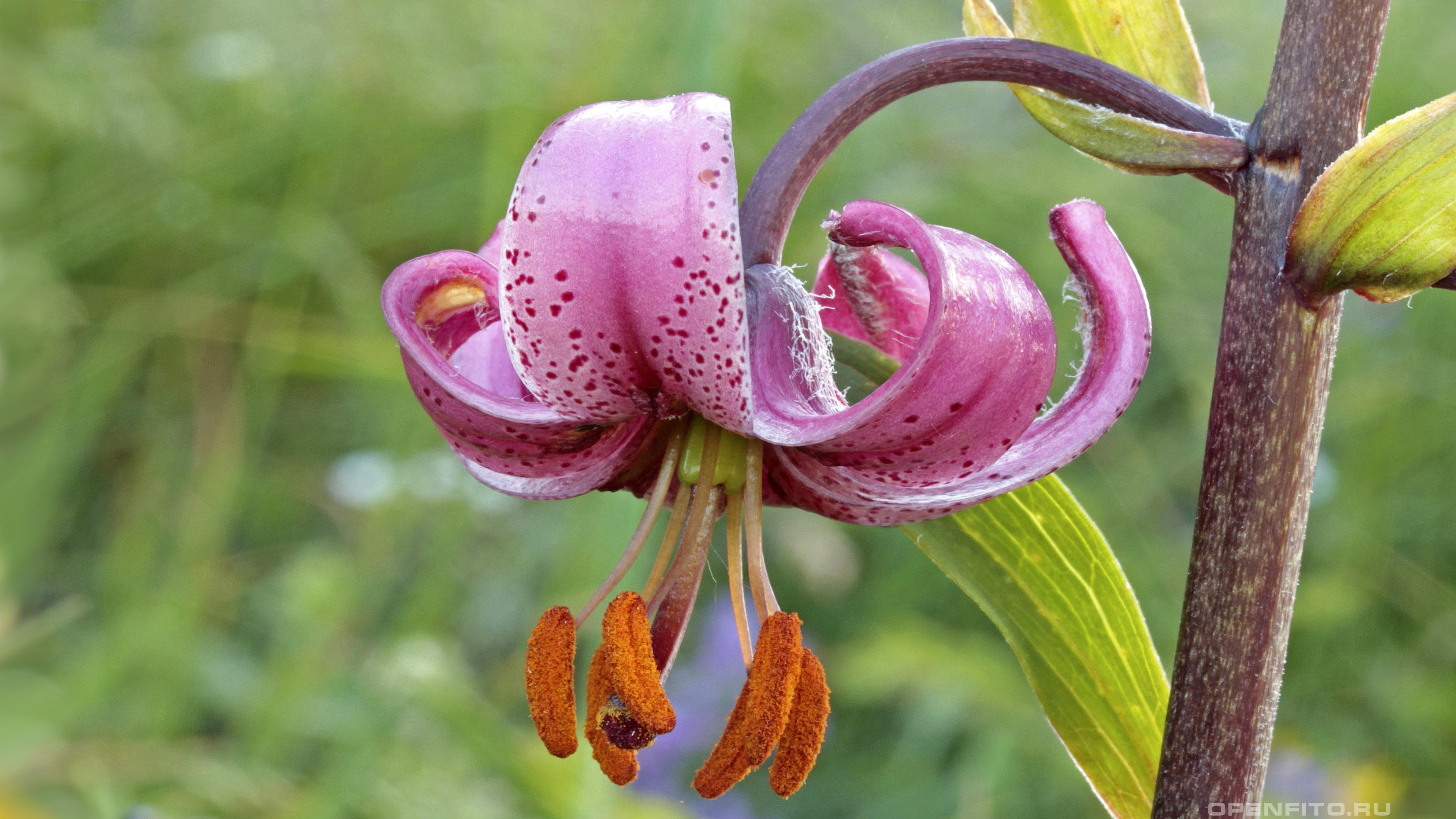 Лилия царские кудри - фотография цветка