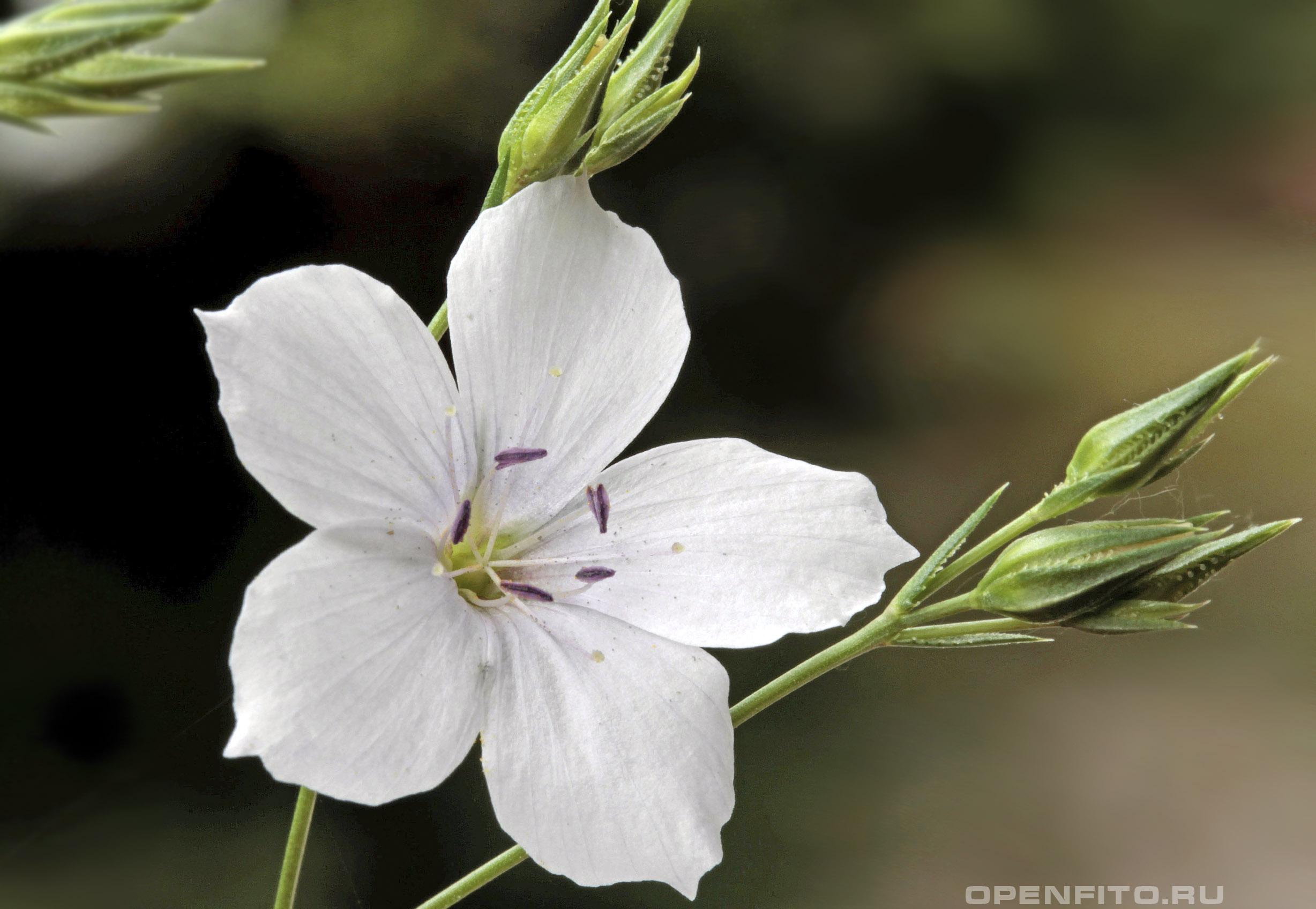 Лен тонколистный - фотография цветка