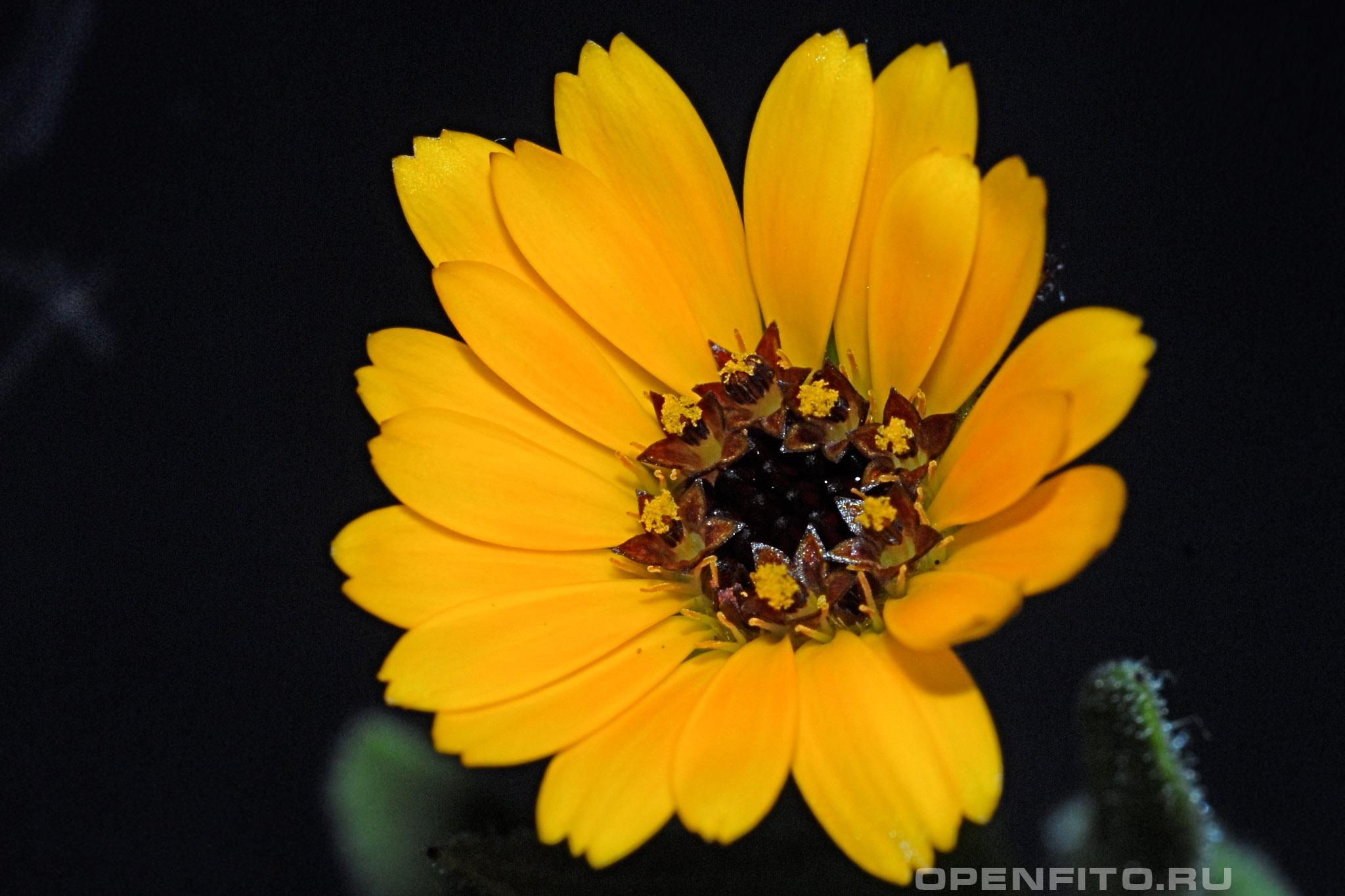 Календула двуцветная - фотография цветка