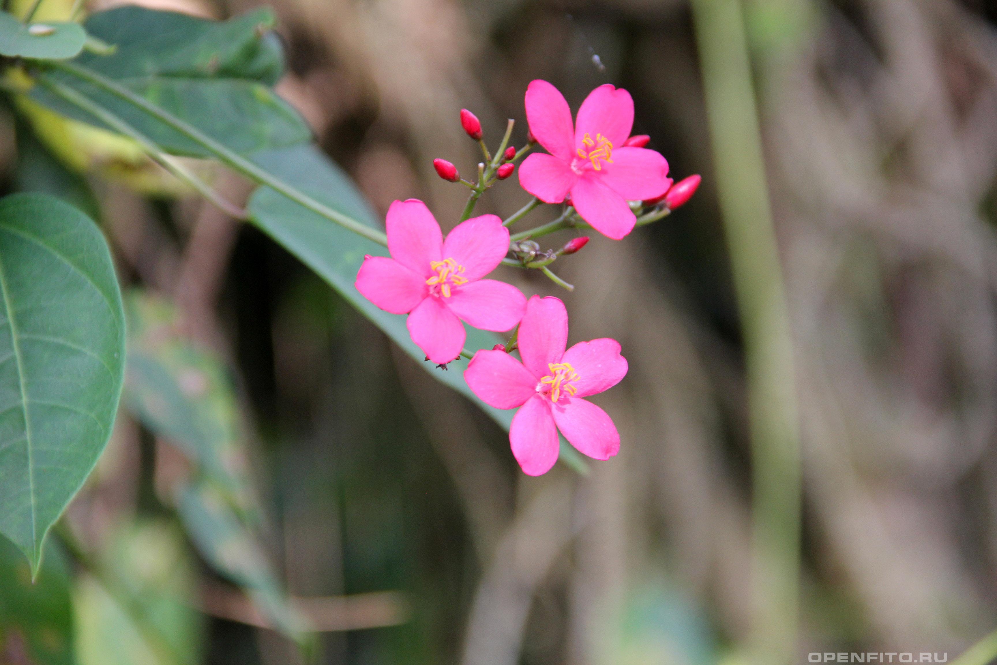Ятрофа цельнокрайняя - фотография цветка