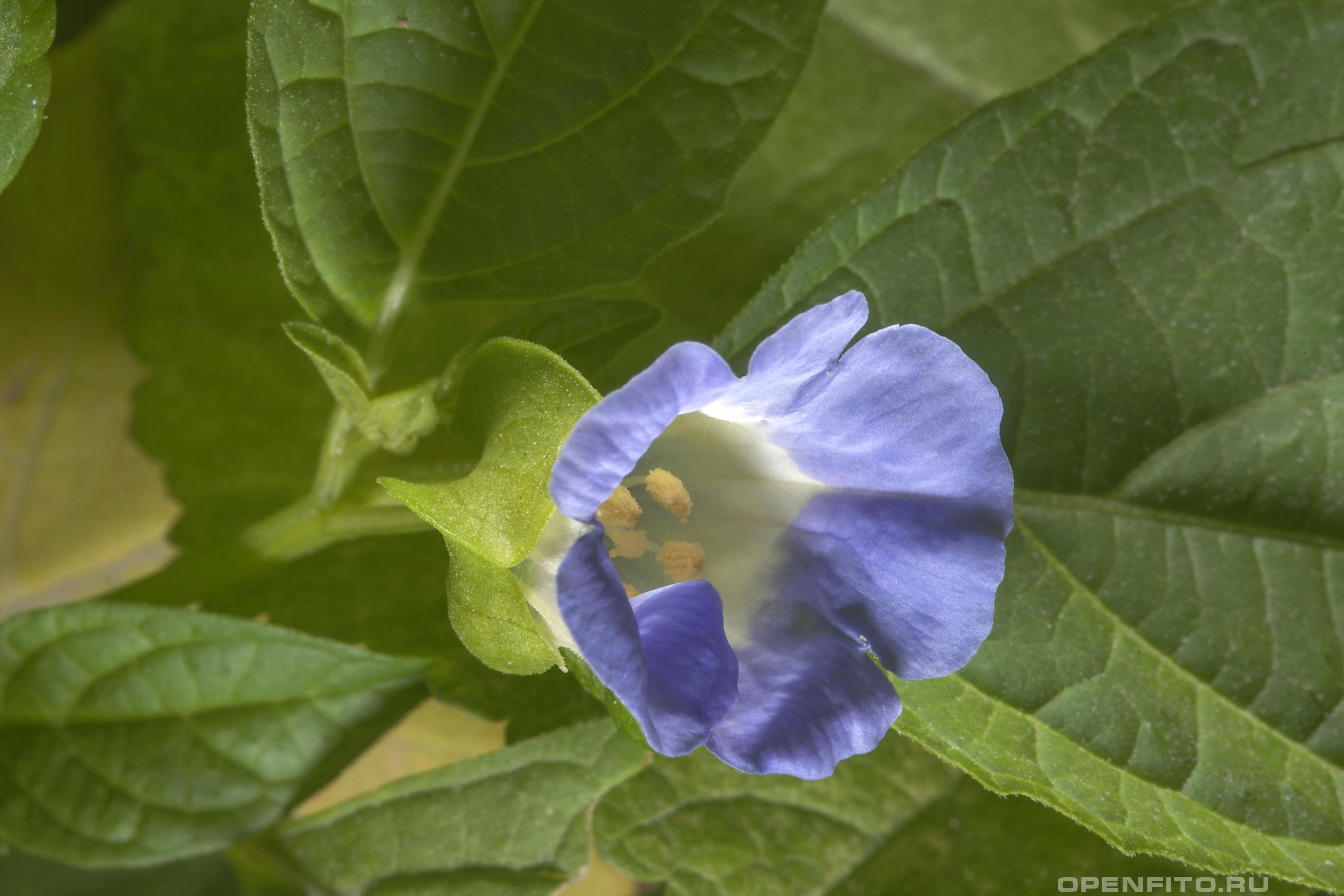 Никандра физалисовидная - фотография цветка
