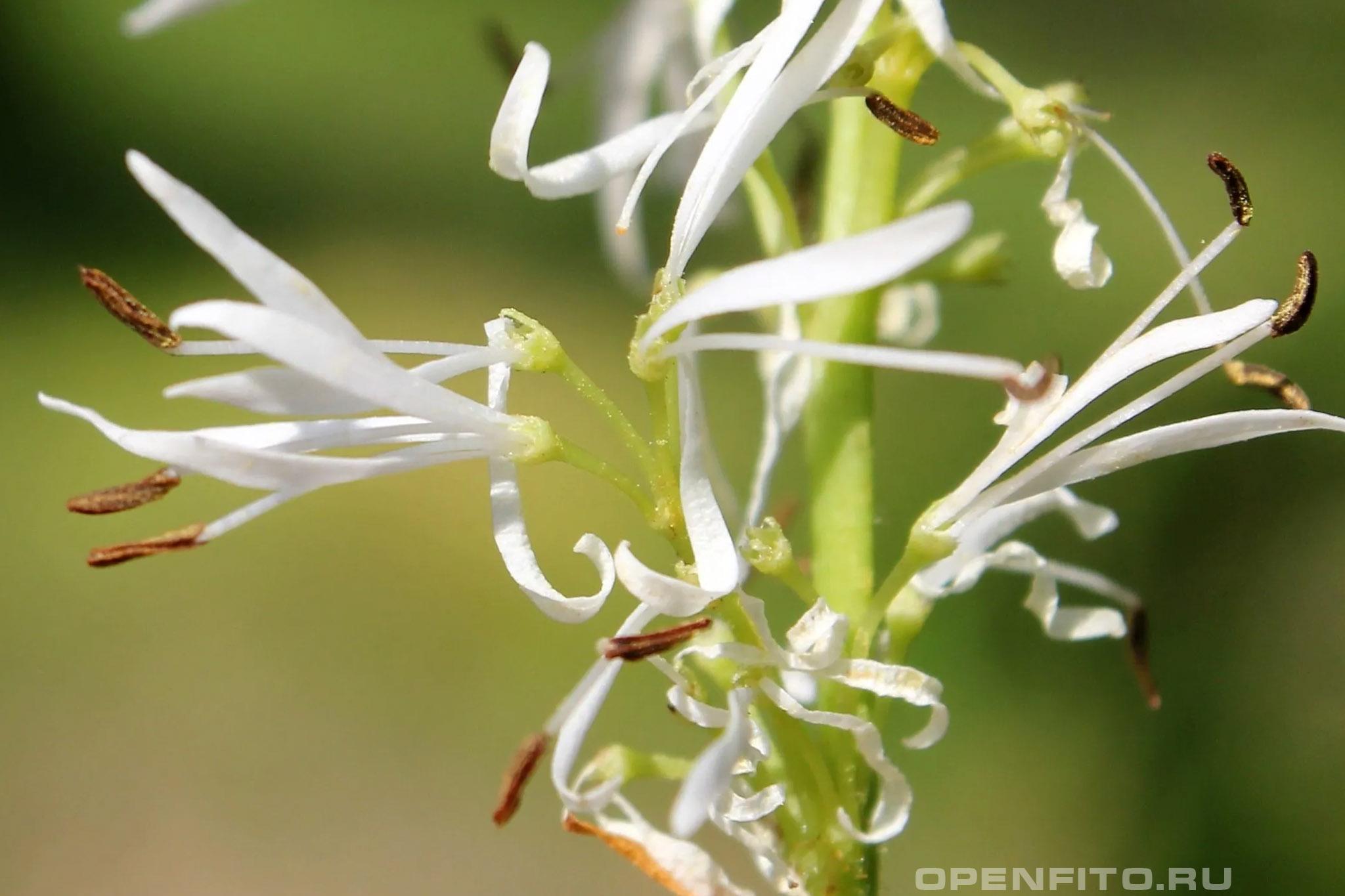 Ясень белый - фотография цветка