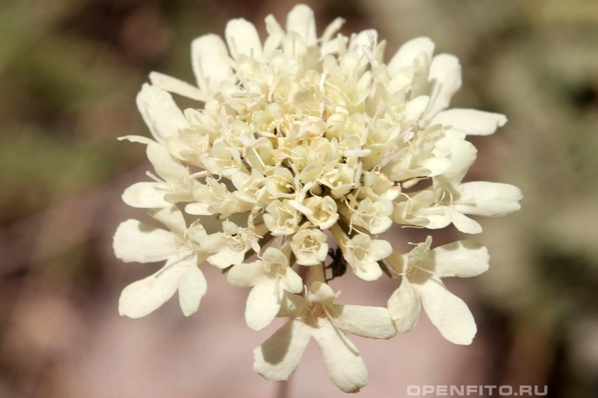 Скабиоза бледно-желтая - фотография цветка