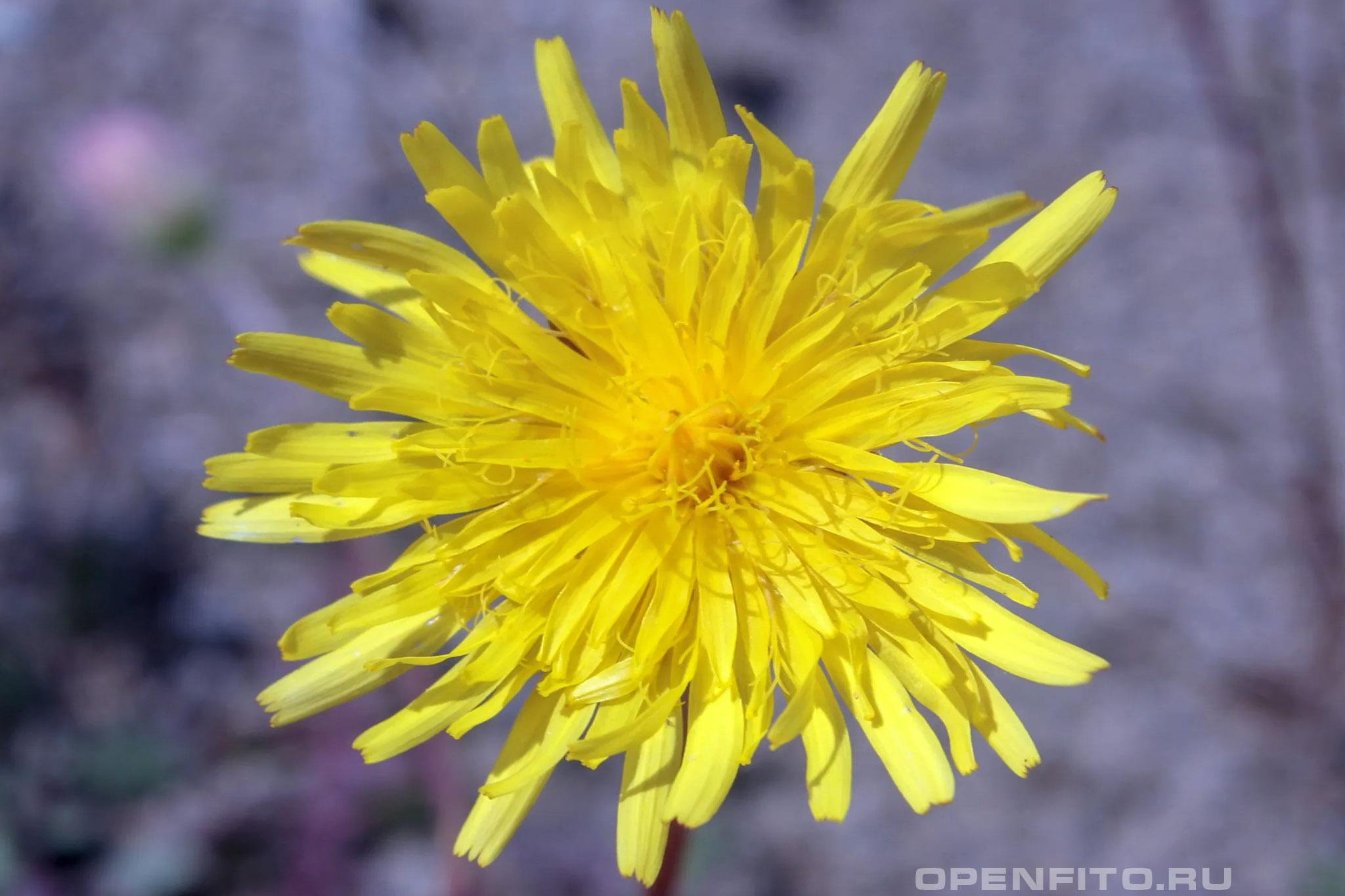 Скерда вонючая - фотография цветка