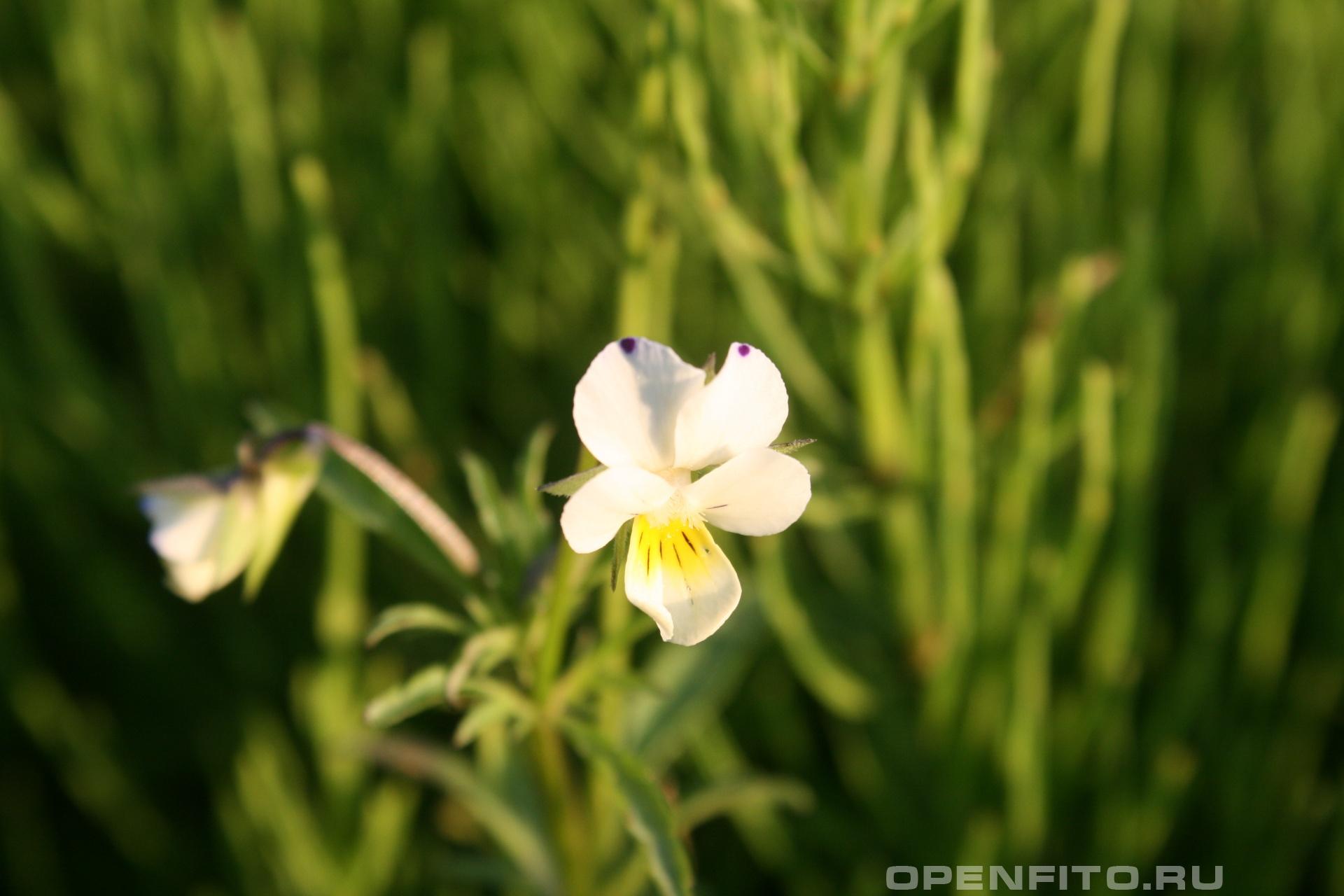 Фиалка полевая - фотография цветка