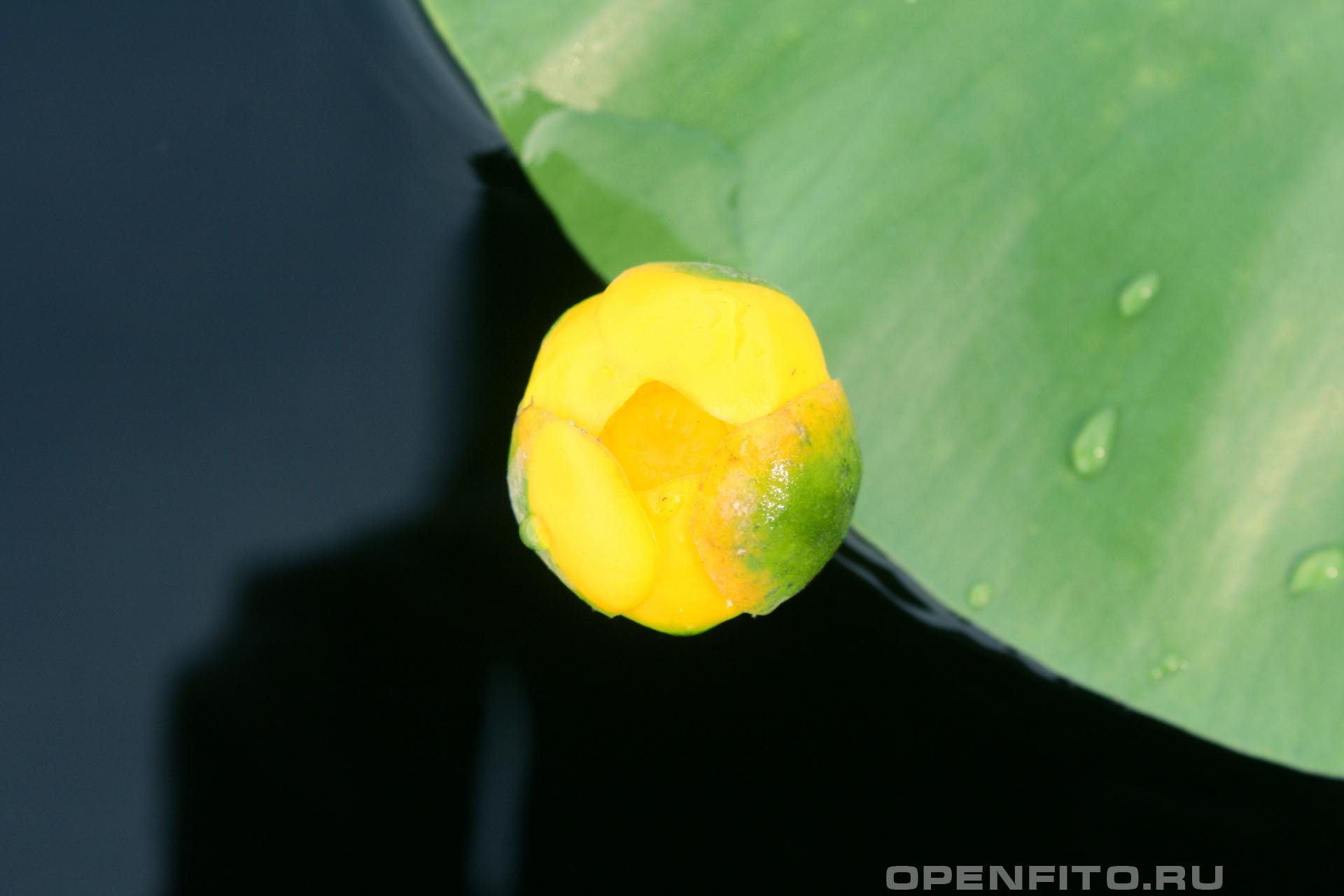 Кубышка желтая цветок