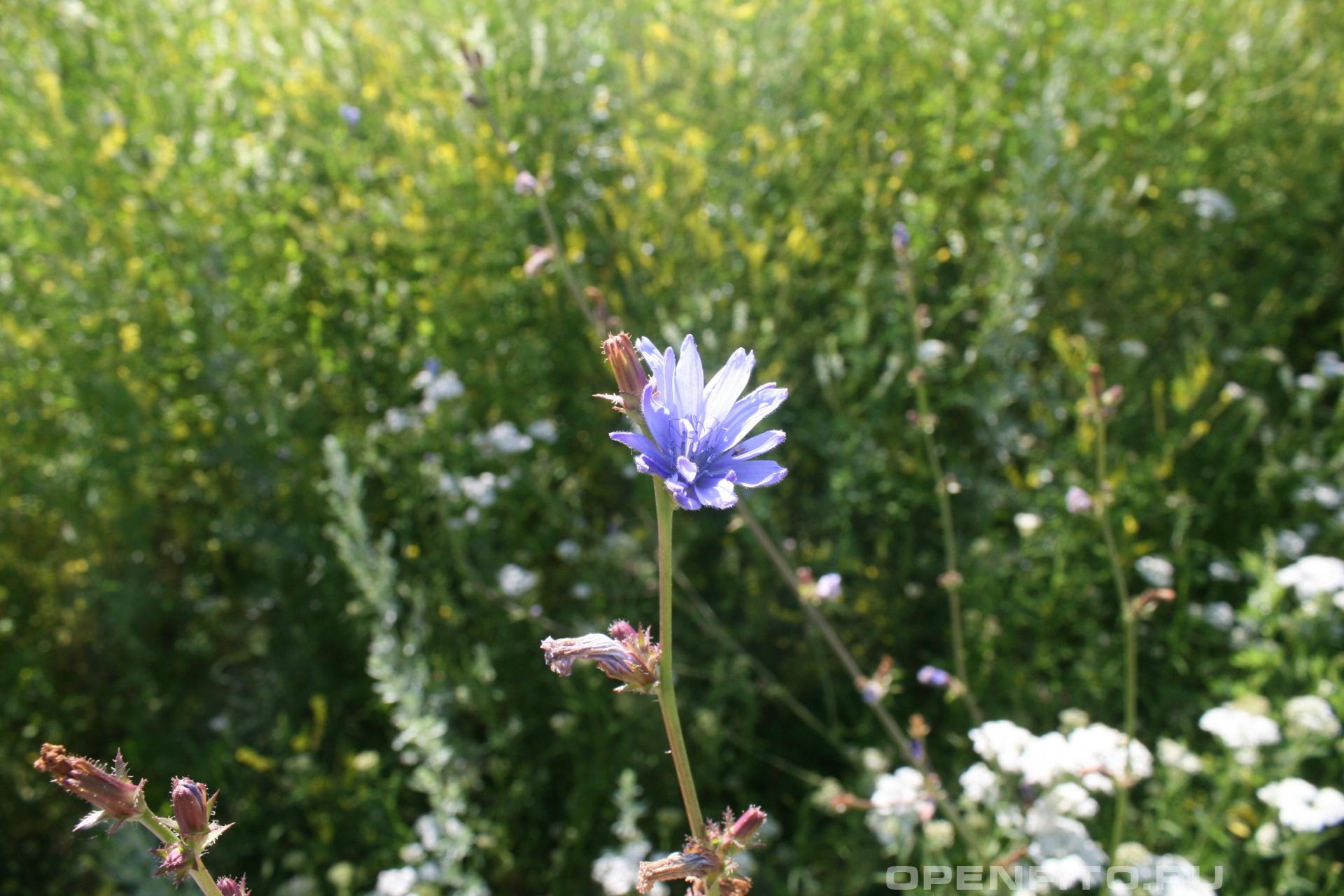 Цикорий - фотография цветка