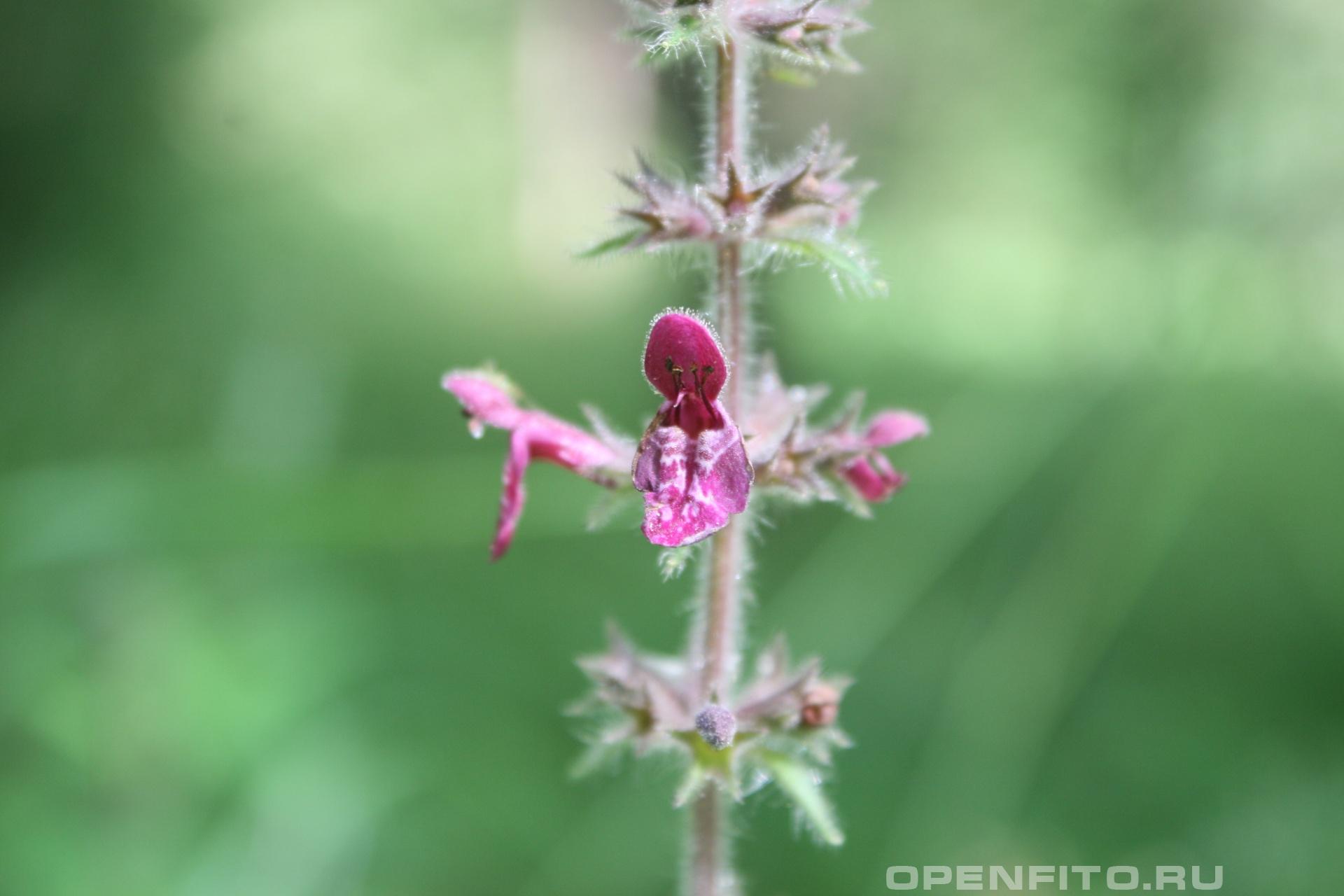 Чистец лесной - фотография цветка