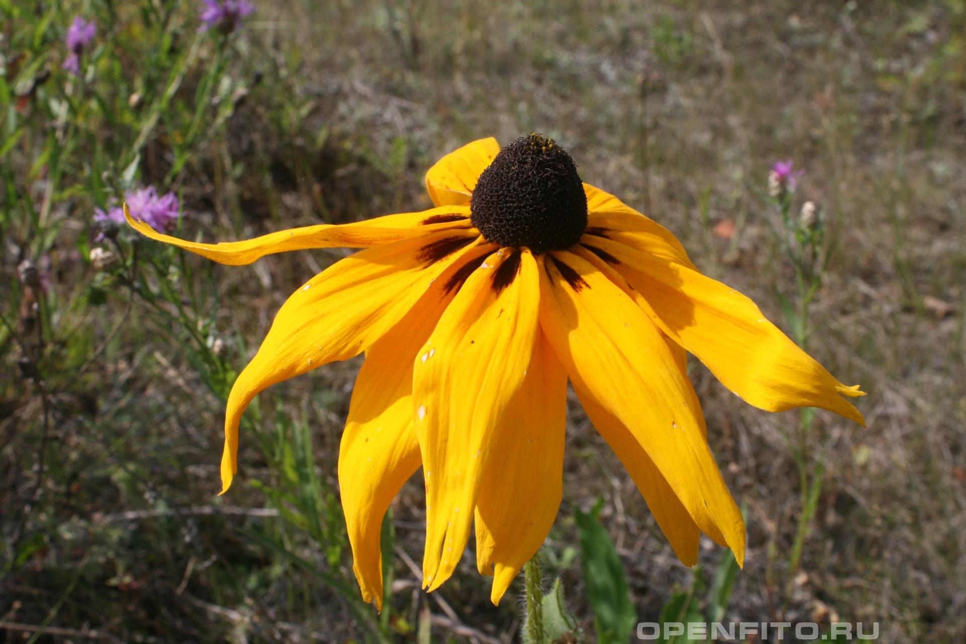 Рудбекия - фотография цветка