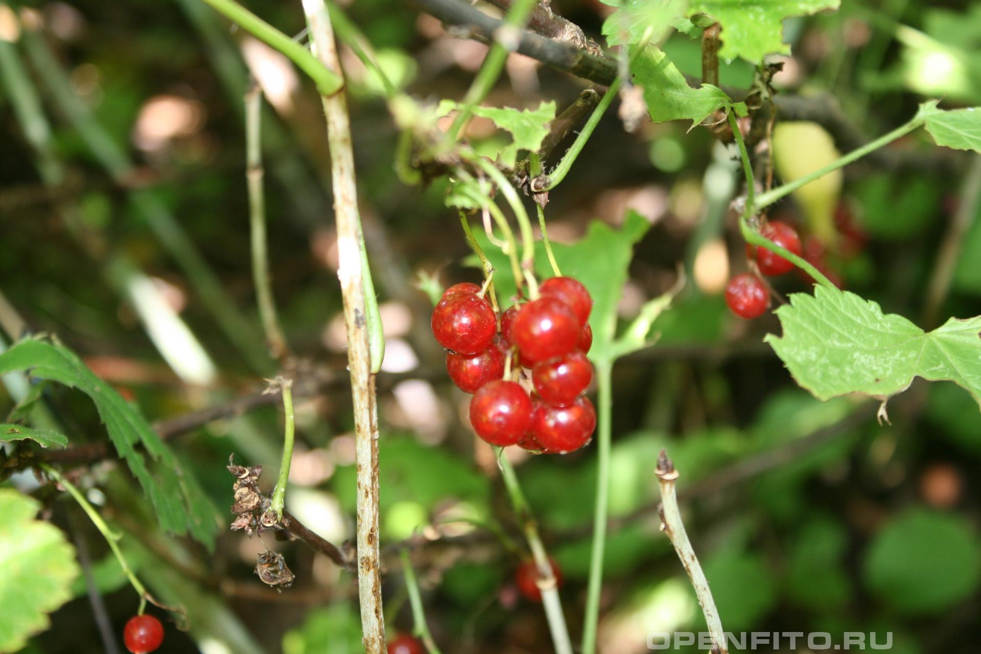 Смородина красная - фотография плодов