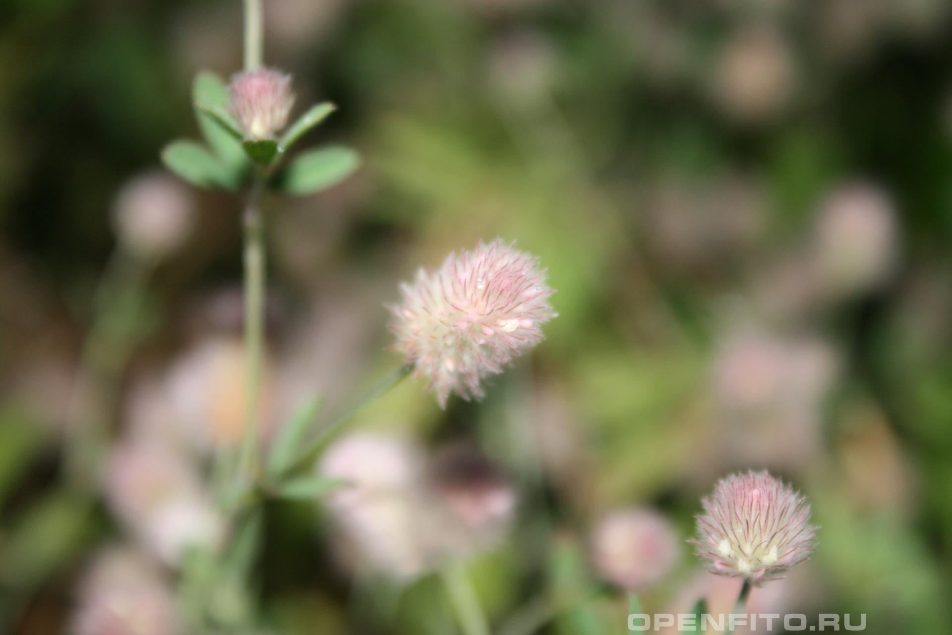 Клевер пашенный - фотография цветка