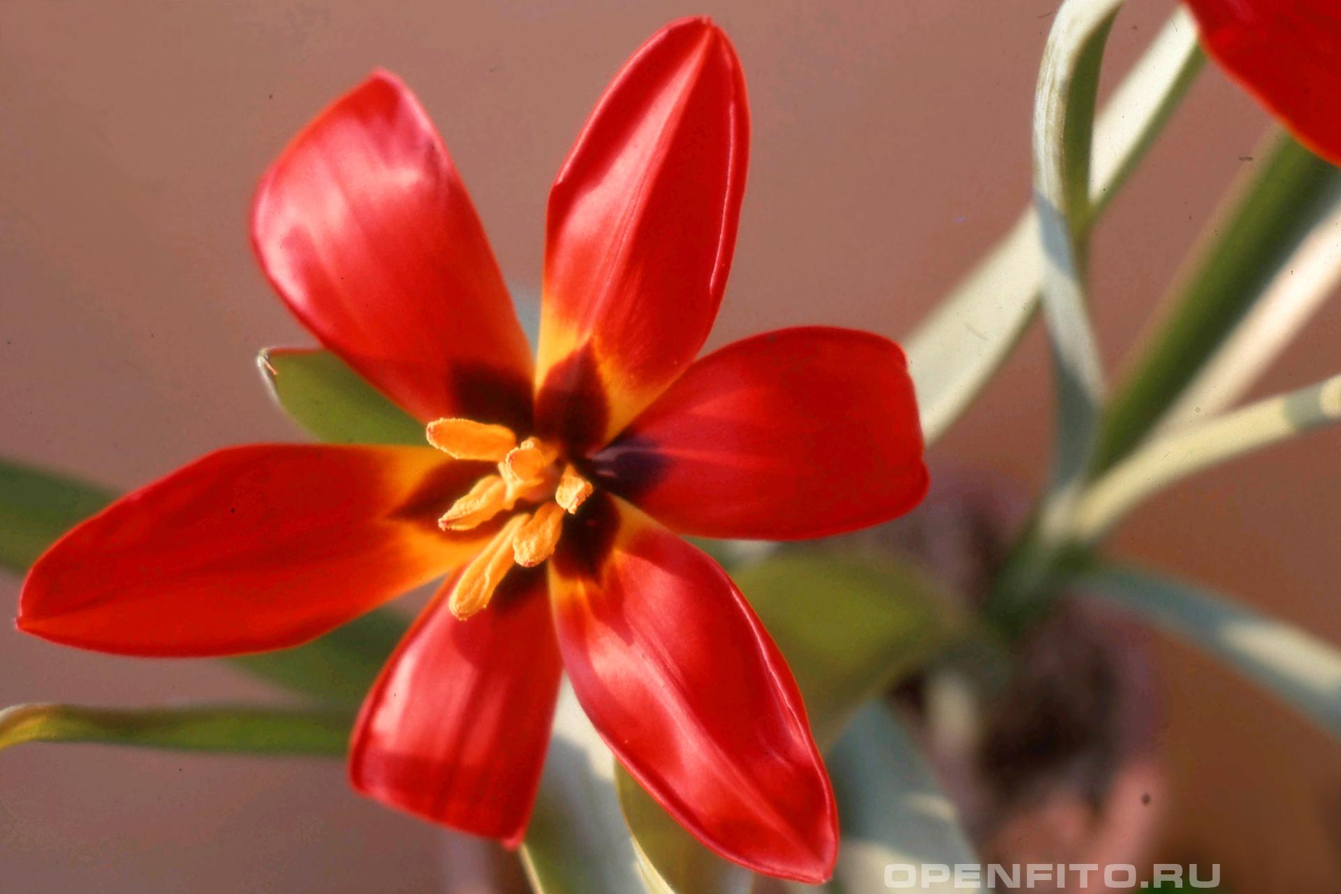 Тюльпан Зинаиды - фотография цветка