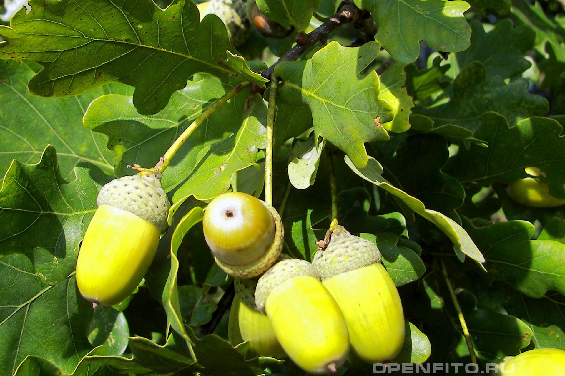 Дуб черешчатый - фотография плодов