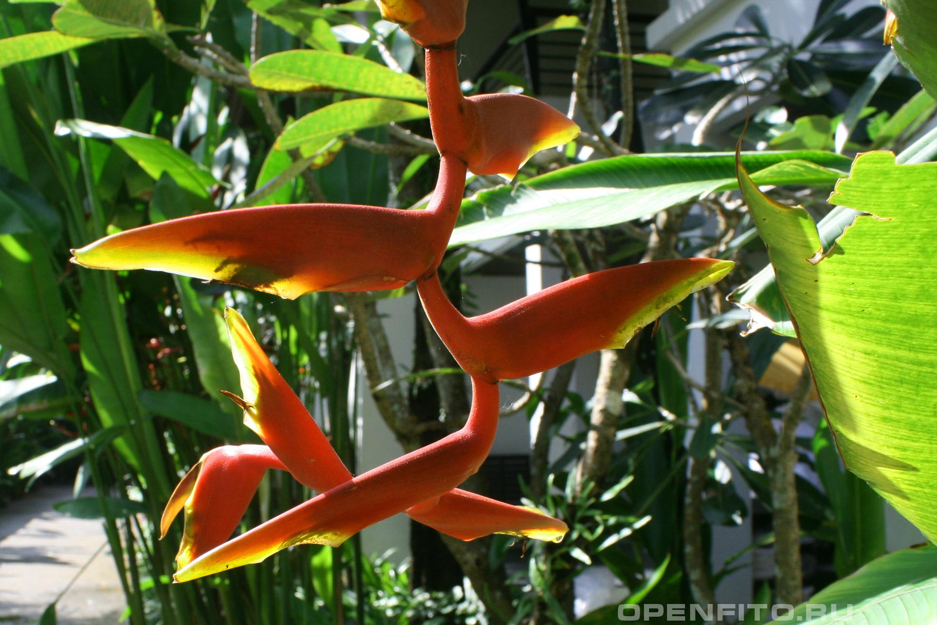 Геликония ростральная - фотография цветка