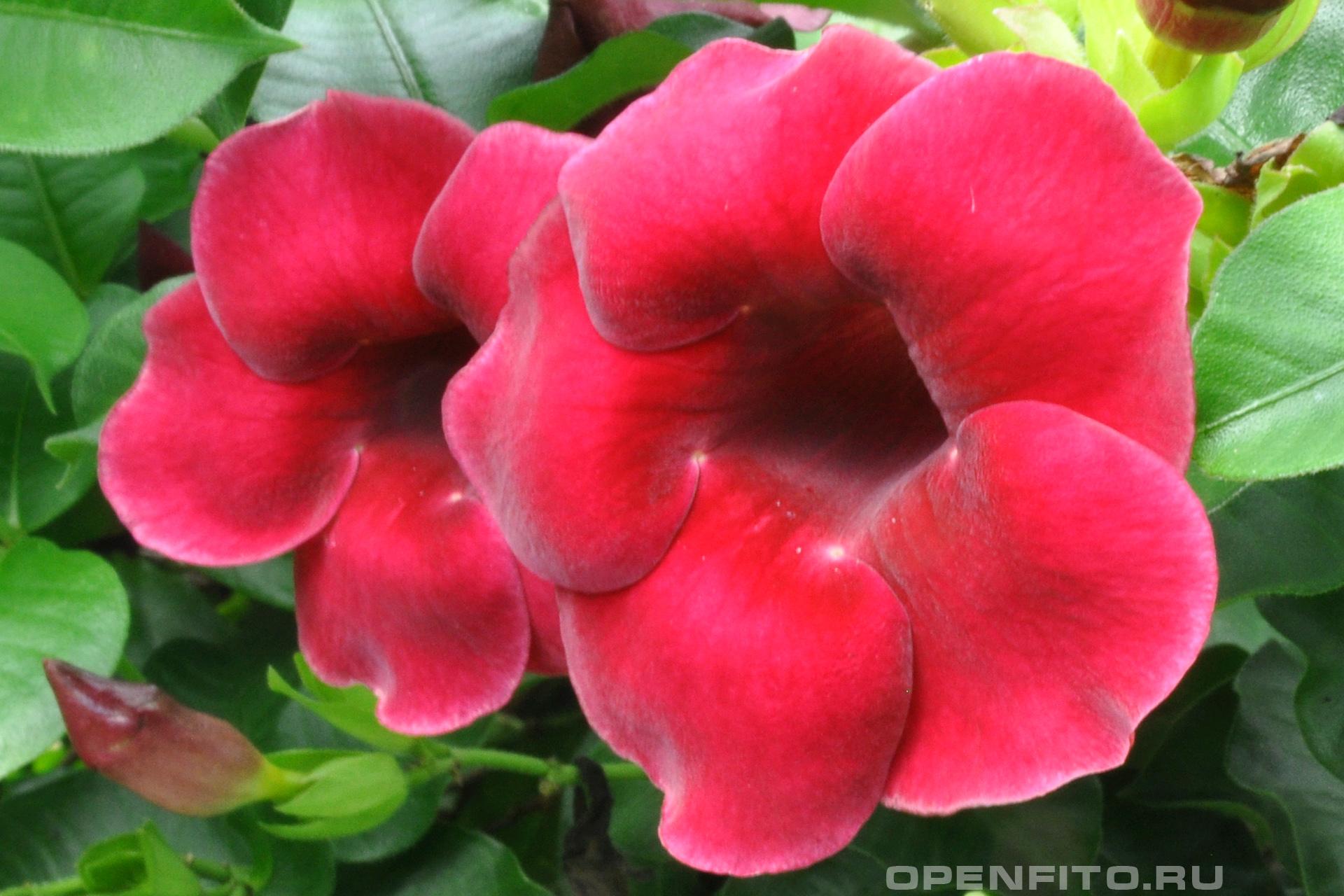 Алламанда - фотография цветка