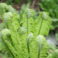 Фотографии растений
