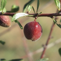 Фотографии плодов растений