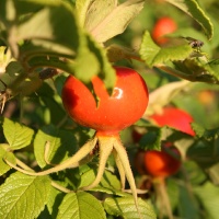 Фотографии плодов растений
