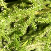 Фотографии растений
