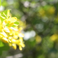 фотография цветков смородины