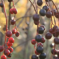 Фотография плодов черемухи