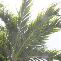 Пальма катеху
