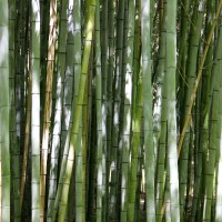 Бамбук многосложный
