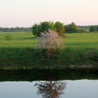 Вишня обыкновенная