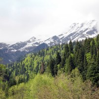 Весенний кавказский лес