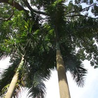 Пальма кубинская