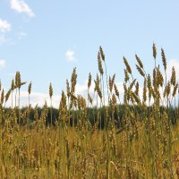 фото Пшеница мягкая