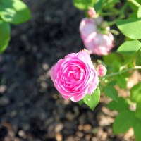 Роза гибридная сорт Louise Odier