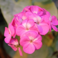 фото Пеларгония крупноцветковая