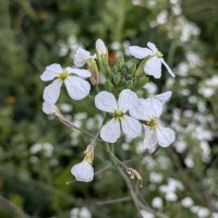 Редька дикая