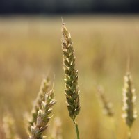 фото Пшеница мягкая